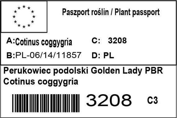 Perukowiec podolski Golden Lady PBR Cotinus coggygria