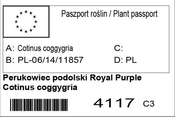 Perukowiec podolski Royal Purple Cotinus coggygria