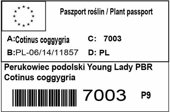 Perukowiec podolski Young Lady PBR Cotinus coggygria 