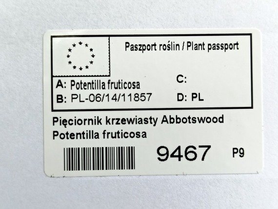 Pięciornik krzewiasty Abbotswood Potentilla fruticosa