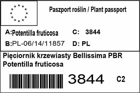 Pięciornik krzewiasty Bellissima PBR Potentilla fruticosa