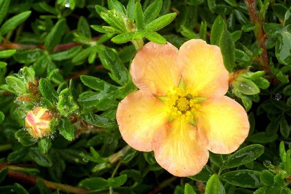 Pięciornik krzewiasty Daydawn Potentilla fruticosa