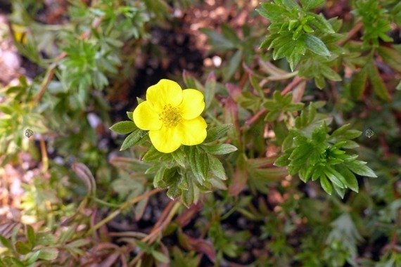 Pięciornik krzewiasty Goldfinger Potentilla fruticosa