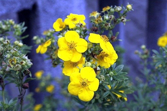 Pięciornik krzewiasty Goldstar Potentilla fruticosa