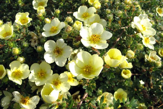 Pięciornik krzewiasty Goldstar Potentilla fruticosa