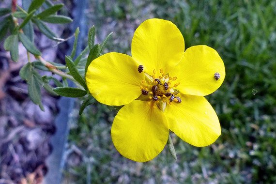 Pięciornik krzewiasty Kobold Potentilla fruticosa