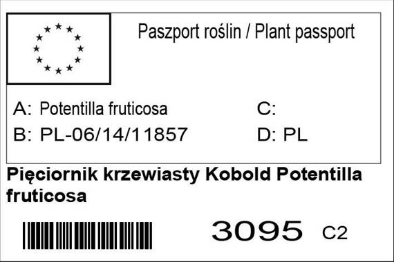 Pięciornik krzewiasty Kobold Potentilla fruticosa