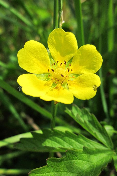 Pięciornik krzewiasty Kobold Potentilla fruticosa