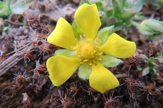 Pięciornik krzewiasty Kobold Potentilla fruticosa