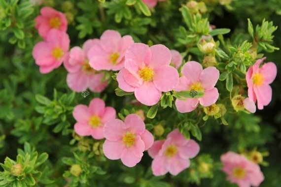 Pięciornik krzewiasty Lovely Pink PBR Potentilla fruticosa