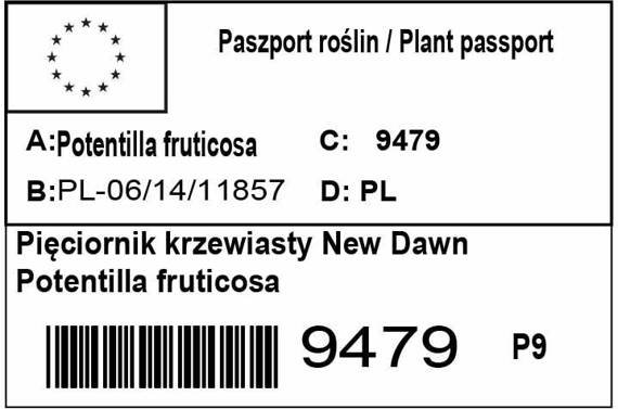 Pięciornik krzewiasty New Dawn Potentilla fruticosa