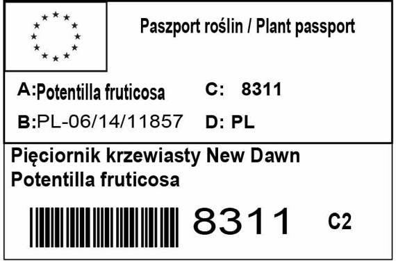 Pięciornik krzewiasty New Dawn Potentilla fruticosa