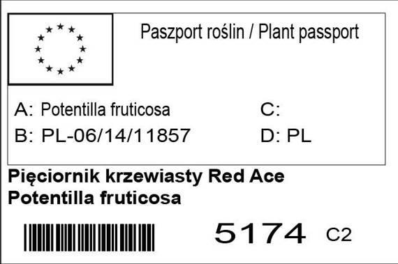 Pięciornik krzewiasty Red Ace Potentilla fruticosa