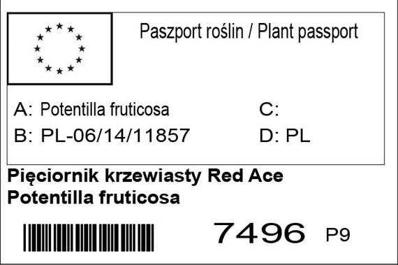 Pięciornik krzewiasty Red Ace Potentilla fruticosa