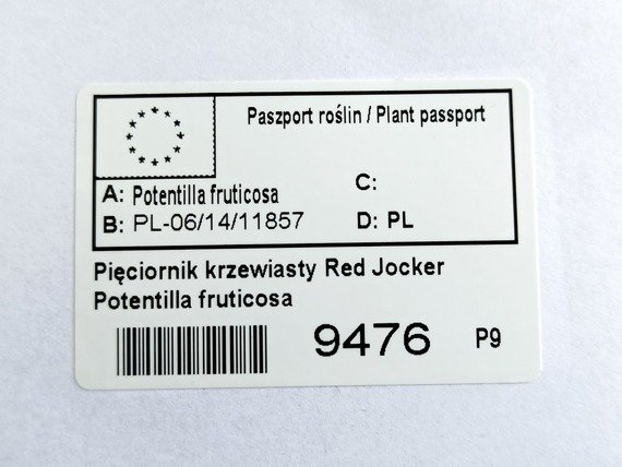 Pięciornik krzewiasty Red Jocker Potentilla fruticosa