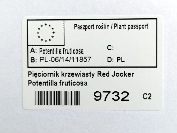 Pięciornik krzewiasty Red Jocker Potentilla fruticosa