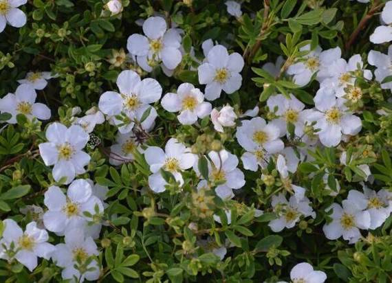 Pięciornik krzewiasty Snowbird Potentilla fruticosa