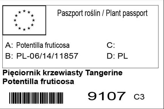 Pięciornik krzewiasty Tangerine Potentilla fruticosa