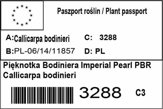 Pięknotka Bodiniera Imperial Pearl PBR Callicarpa bodinieri