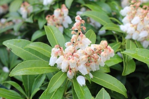 Pieris japoński Cupido Pieris japonica