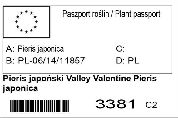 Pieris japoński Valley Valentine Pieris japonica