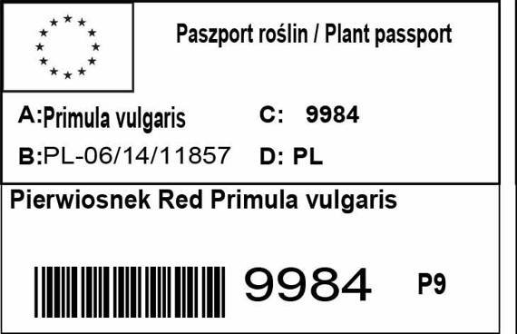 Pierwiosnek Red Primula vulgaris