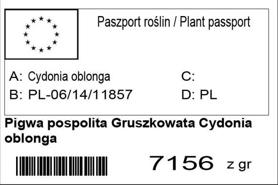 Pigwa pospolita Gruszkowata Cydonia oblonga