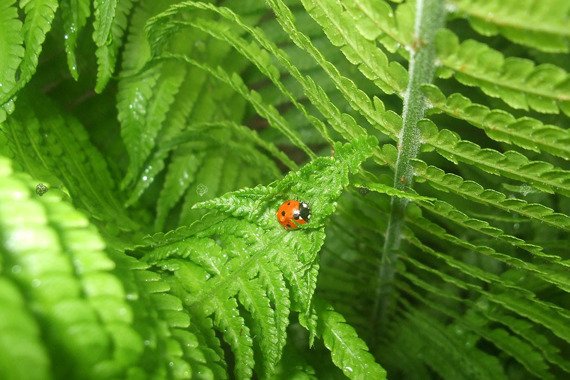 Pióropusznik Strusi Matteucia struthiopteris