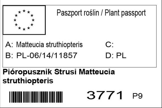 Pióropusznik Strusi Matteucia struthiopteris