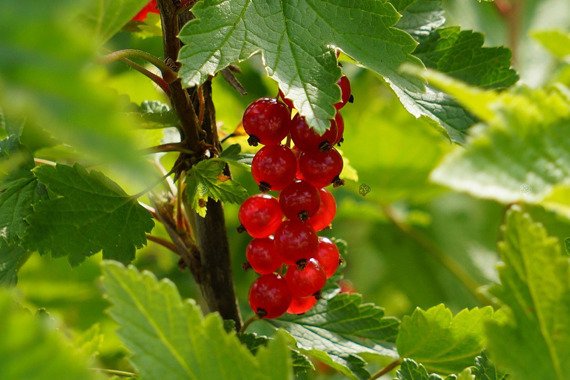 Porzeczka czerwona Ribes rubrum