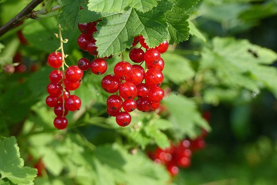 Porzeczka czerwona Ribes rubrum