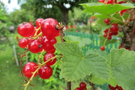 Porzeczka czerwona Ribes rubrum