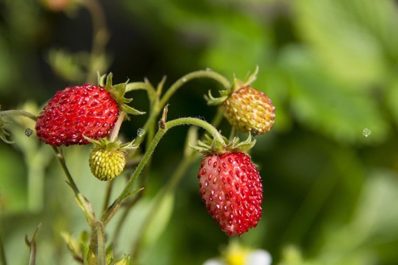 Poziomka pospolita Rugia Fragaria vesca