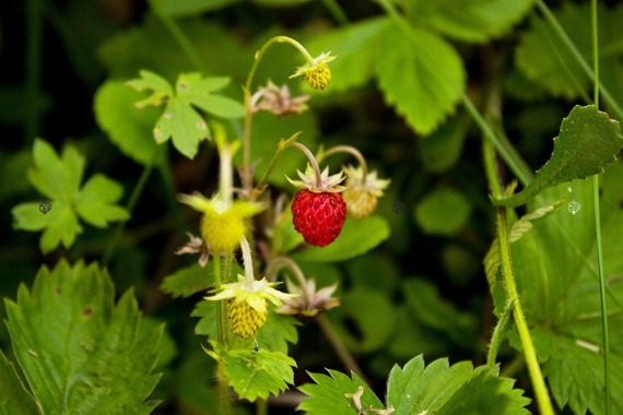 Poziomka pospolita Rugia Fragaria vesca