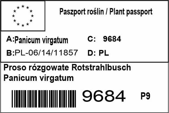 Proso rózgowate Rotstrahlbusch Panicum virgatum