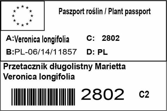 Przetacznik długolistny Marietta Veronica longifolia