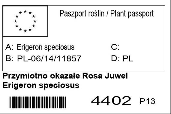 Przymiotno okazałe Rosa Juwel Erigeron speciosus