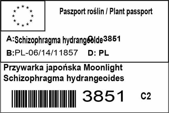 Przywarka japońska Moonlight Schizophragma hydrangeoides