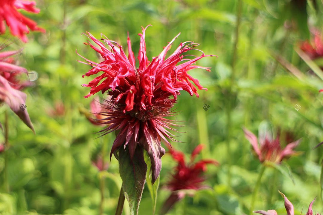 Pysznogłówka Panorama Red Shades Monarda