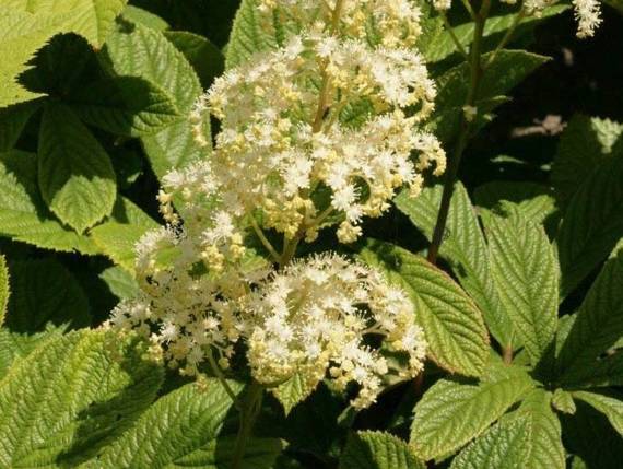 Rodgersja pierzasta Alba Rodgersia pinnata