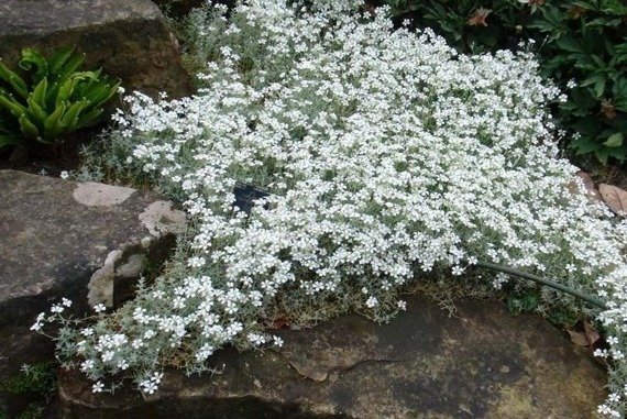 Rogownica kutnerowata Cerastium tomentosum