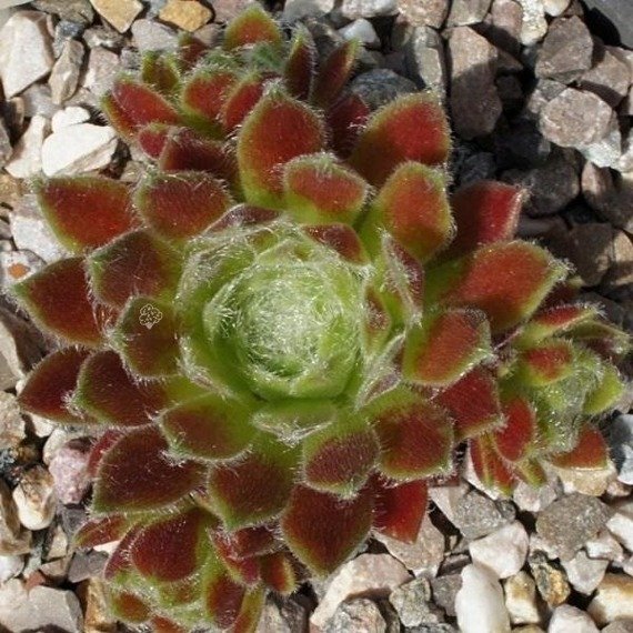 Rojnik Alladyn Sempervivum