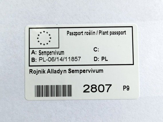 Rojnik Alladyn Sempervivum