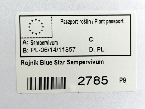 Rojnik Blue Star Sempervivum