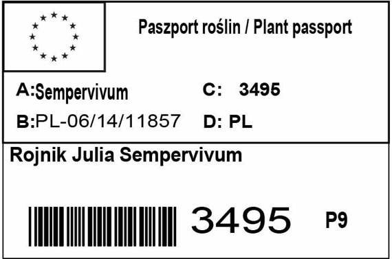 Rojnik Julia Sempervivum