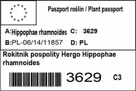 Rokitnik pospolity Hergo Hippophae rhamnoides