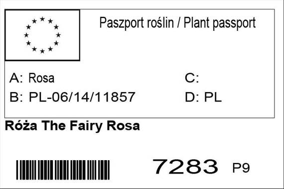 Róża The Fairy Rosa