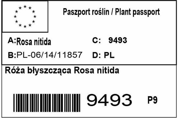 Róża błyszcząca Rosa nitida