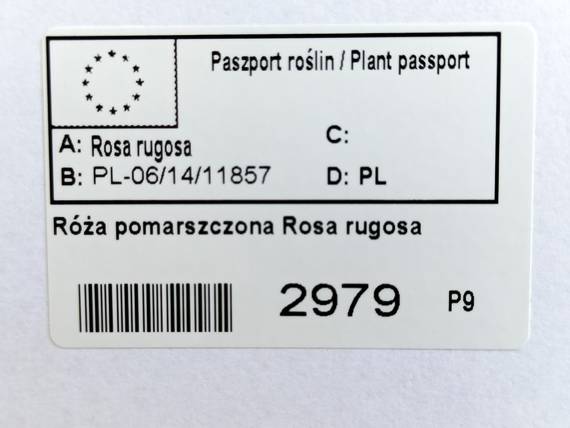 Róża pomarszczona Rosa rugosa