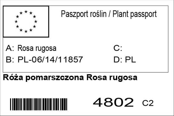 Róża pomarszczona Rosa rugosa